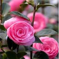 Camellia Flower Seeds - Heirloom, Non-GMO, High Germination Flower Seeds for Planting