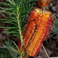 Red Banksia Flower Flower Seeds - Heirloom Non GMO High Germination Organic Garden Planting Seeds