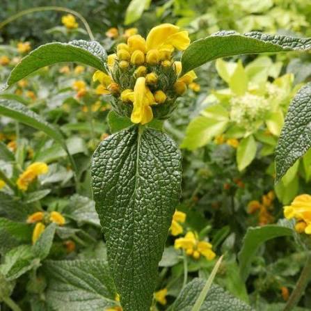 Yellow Phlomis Fruticosa Flower Seeds