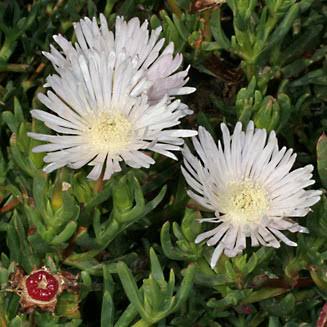 Lampranthus Flower for Planting Heirloom Non-GMO High Germination Organic Garden for Outdoor Landscapes Seeds - Heirlo