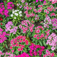 Red Dianthus Flower Seeds - Heirloom, Non-GMO, High Germination Flower Seeds for Planting