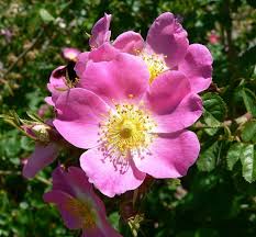 PINK ROSEHIP FLOWER SEEDS HEIRLOOM NON-GMO HIGH GERMINATION ORGANIC GARDEN SEEDS FOR PLANTING Seeds - Heirloom Non GMO H