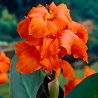 Orange Giant Canna Flower Seeds Heirloom Non GMO High Germination Organic Garden Seeds for Colorful Blooms - Heirloom No