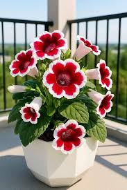 Red Blooming Gloxinia Flower Seed Planting Exotic Flowering Plants Colorful Backyard Beauty, Heirloom Non-GMO High