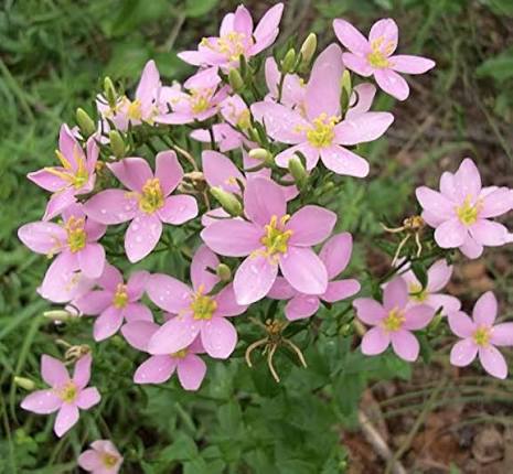 Pink Gentian seeds
