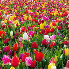 Mixed Tulip Flower Seeds