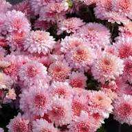 Chrysanthemum Flower Seeds Planting and Growing Yellow - Heirloom Non GMO High Germination Garden Seeds for Planting