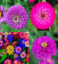 Fuchsia Flower Multicolor Fresh Planting Mixed Color Fuchsia Blooms Seeds Heirloom Non-GMO High Germination for