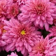 Pink Chrysanthemum Flower Seeds