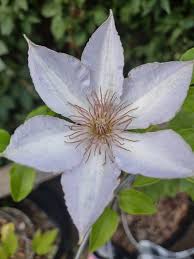White Violet Clematis Premium