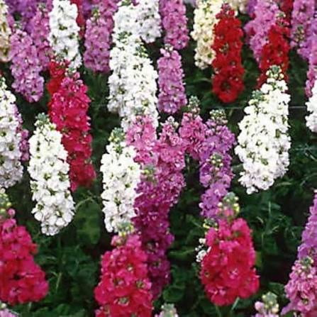 Mixed Organic Sanguisorba Flower for Planting Heirloom Non-GMO High Germination Organic Garden Seeds - Heirloom Non GMO