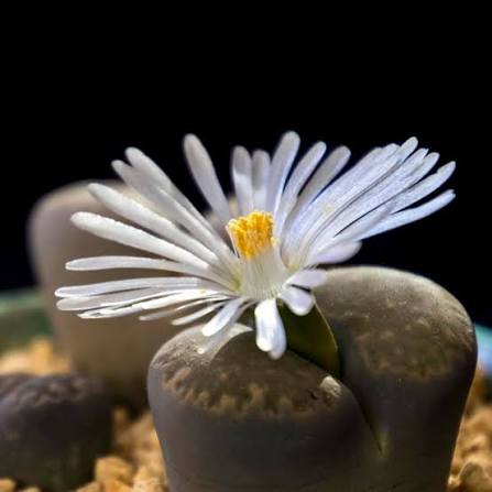 White Conophytum Flower