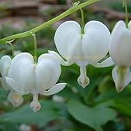 White Dicentra Seeds