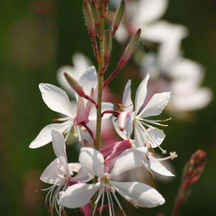 White Gaura Lindheimeri Flower Seeds