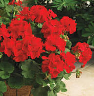 Red Climbing Geranium Light Fresh