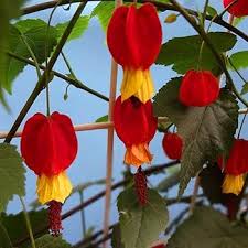 Megapotamicum Flower Seeds