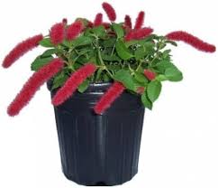 Acalypha Hispida Flower Seeds