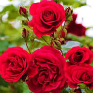 Red Giant Rose Flower Seeds Heirloom Non GMO High Germination Organic Garden Seeds for Colorful Seeds for Planting