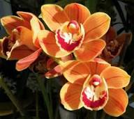 Orange Blooming Giant Orchid Flower Flower Seeds - Heirloom Non GMO High Germination Organic Garden Planting Seeds
