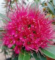 Pink Ceanothus Flower Seeds