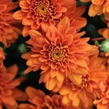 Orange Giant Chrysanthemum Flower Seeds