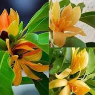 Yellow Champa Flower Seeds - Heirloom Non GMO High Germination Garden Seeds for Planting