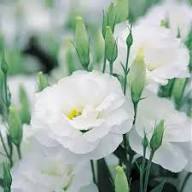 White Eustoma Flower Seeds – Heirloom, Non-GMO, High Germination Seeds