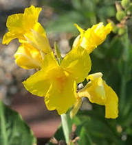 Pink Canna Lily Flower Seeds - Heirloom, Non-GMO, High Germination Flower Seeds for Planting