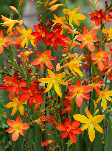 Crocosmia Flower Seeds - Heirloom Non GMO High Germination Premium Garden Seeds for Planting