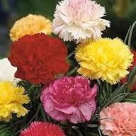White Dianthus Barbatus Flower Seeds - Heirloom, Non-GMO, High Germination Flower Seeds for Planting