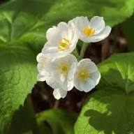 Diphylleia Flower Seeds