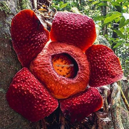 Red Rafflesia Flower Exotic Flowering Plants Seeds - Heirloom Non GMO High Germination Organic Garden Planting