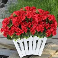 Red Red Geranium Flower Fresh
