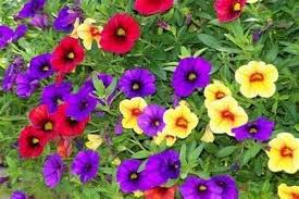 Calibrachoa Flower Seeds