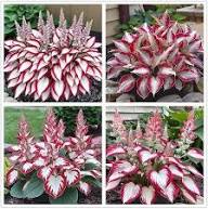 Mixed Hosta Flower Seeds for Planting Heirloom Non-GMO High Germination Organic Garden Seeds for Colorful Gardens - Heir