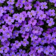 Purple Aubrieta Flower Seeds
