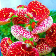 Pink Calceolaria Flower Seeds Heirloom Non GMO High Germination Organic Garden Seeds Colorful Blooms Seeds for Planting