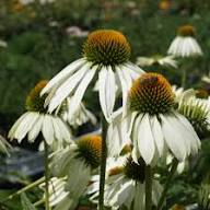 White Coneflower Seeds - Heirloom Non GMO High Germination Flower Seeds for Planting