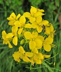 Yellow Canna Lily Flower Seeds - Heirloom, Non-GMO, High Germination Flower Seeds for Planting