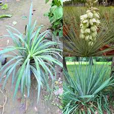 Yucca Flower Premium Floral