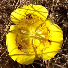 Calochortus Flower Seeds