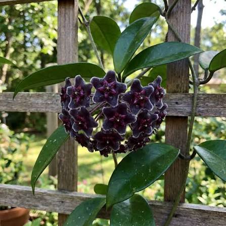 Black Hoya Flower Seeds