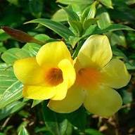 Yellow Allamanda Flower Seeds Heirloom Non GMO High Germination Organic Garden Seeds Colorful Seeds for Planting Heirloo