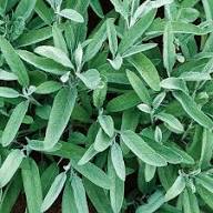 Sage Plant Seeds for Planting Heirloom Non-GMO High Germination Organic Garden Seeds Backyard Growing
