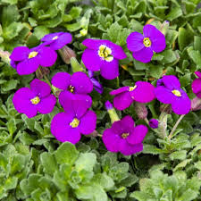 Mixed Cress Aubrieta Flower Seeds