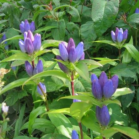 Bottle Gentian Planting Gentiana