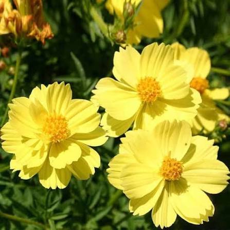 Yellow Cosmos Flower Seeds