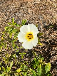 Subulata Flower Flower Seeds - Heirloom Non GMO High Germination Organic Garden Planting Seeds