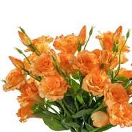 Orange Eustoma Flower Seeds – - Heirloom Non GMO High Germination Garden Seeds for Planting