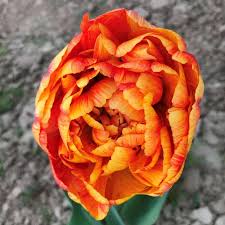 Sunlover Tulip Flower Seeds